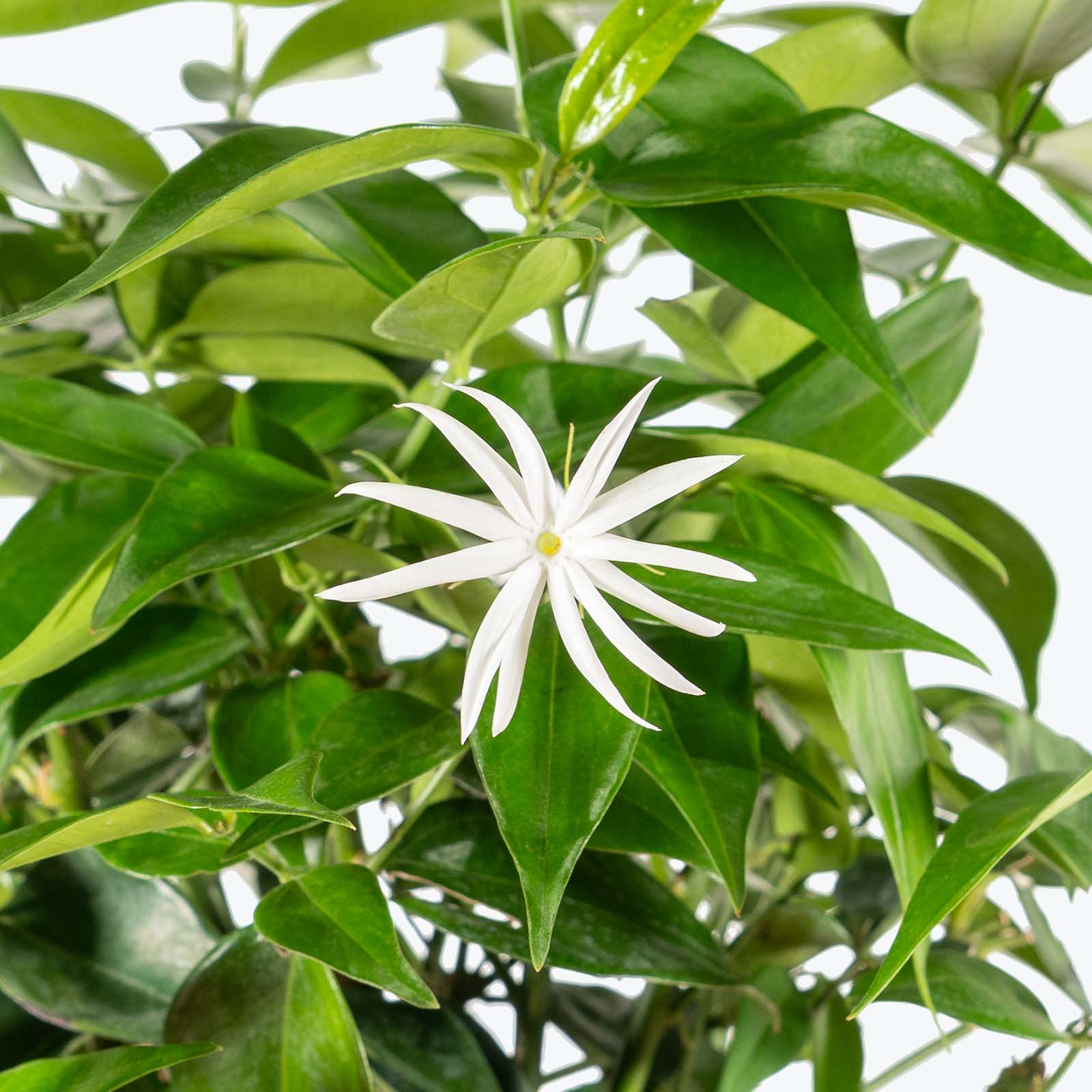 Star Jasmine | Trachelospermum jasminoides | Care Guide and Pro Tips - Delivery from Toronto across Canada - JOMO Studio
