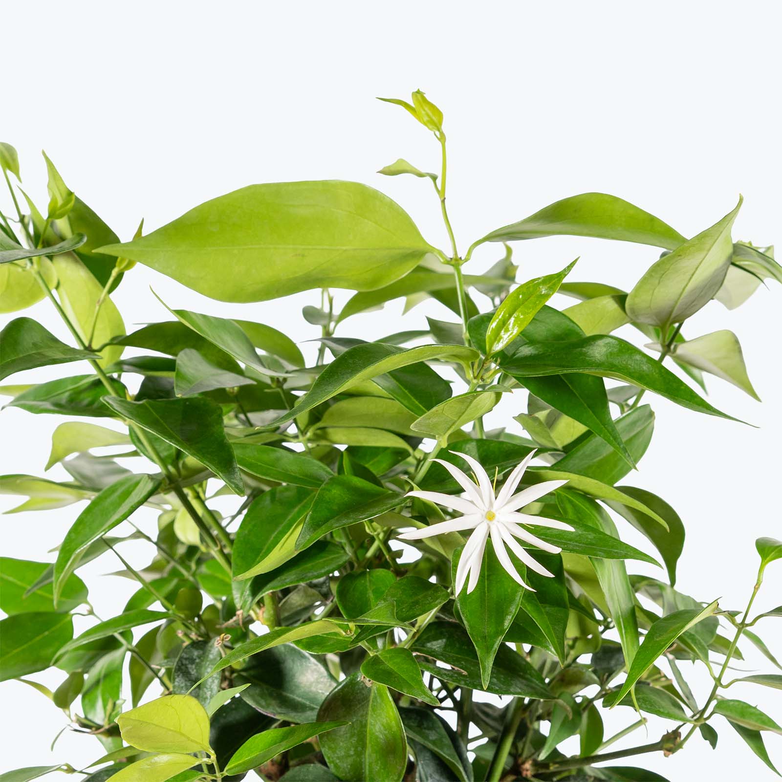 Star Jasmine | Trachelospermum jasminoides | Care Guide and Pro Tips - Delivery from Toronto across Canada - JOMO Studio