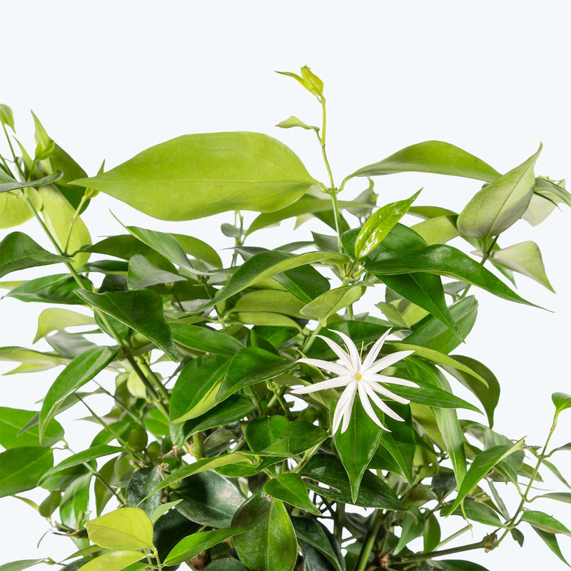 Star Jasmine | Trachelospermum jasminoides | Care Guide and Pro Tips - Delivery from Toronto across Canada - JOMO Studio