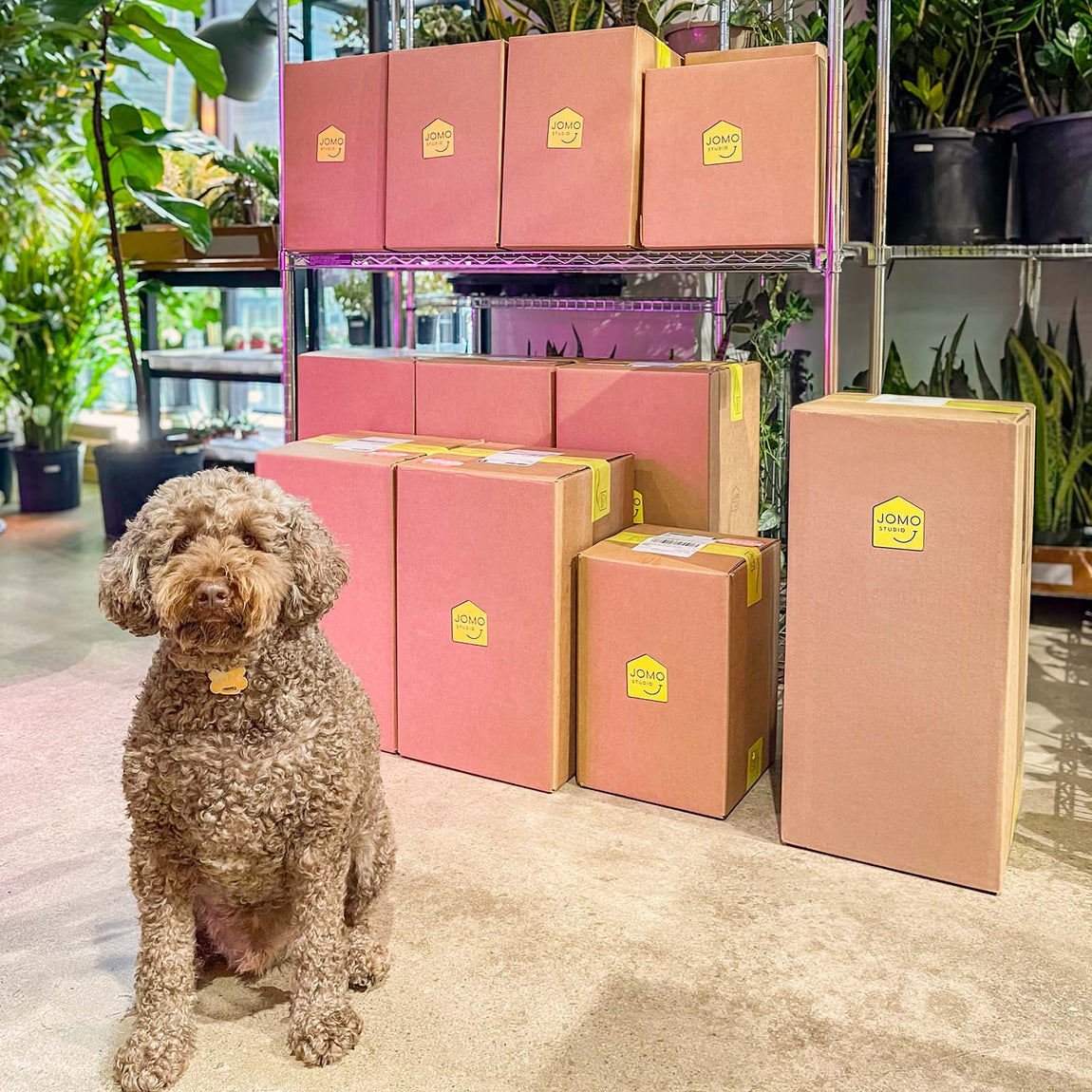 About us and House Plants Delivery Toronto JOMO Studio