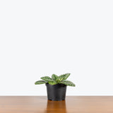 Streptocarpus Pretty Turtle — 6" Pot
