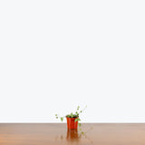 String of Arrows — 2.5" Pot