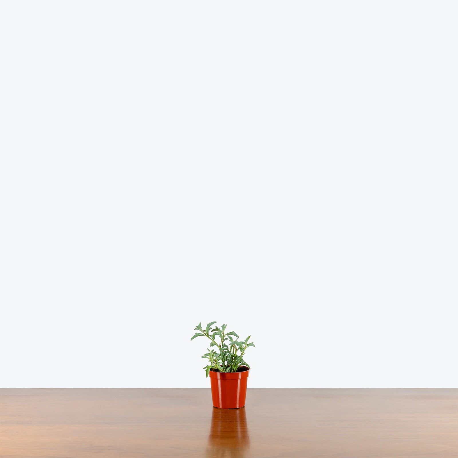 String of Dolphins | Care Guide and Pro Tips - Delivery from Toronto across Canada - JOMO Studio