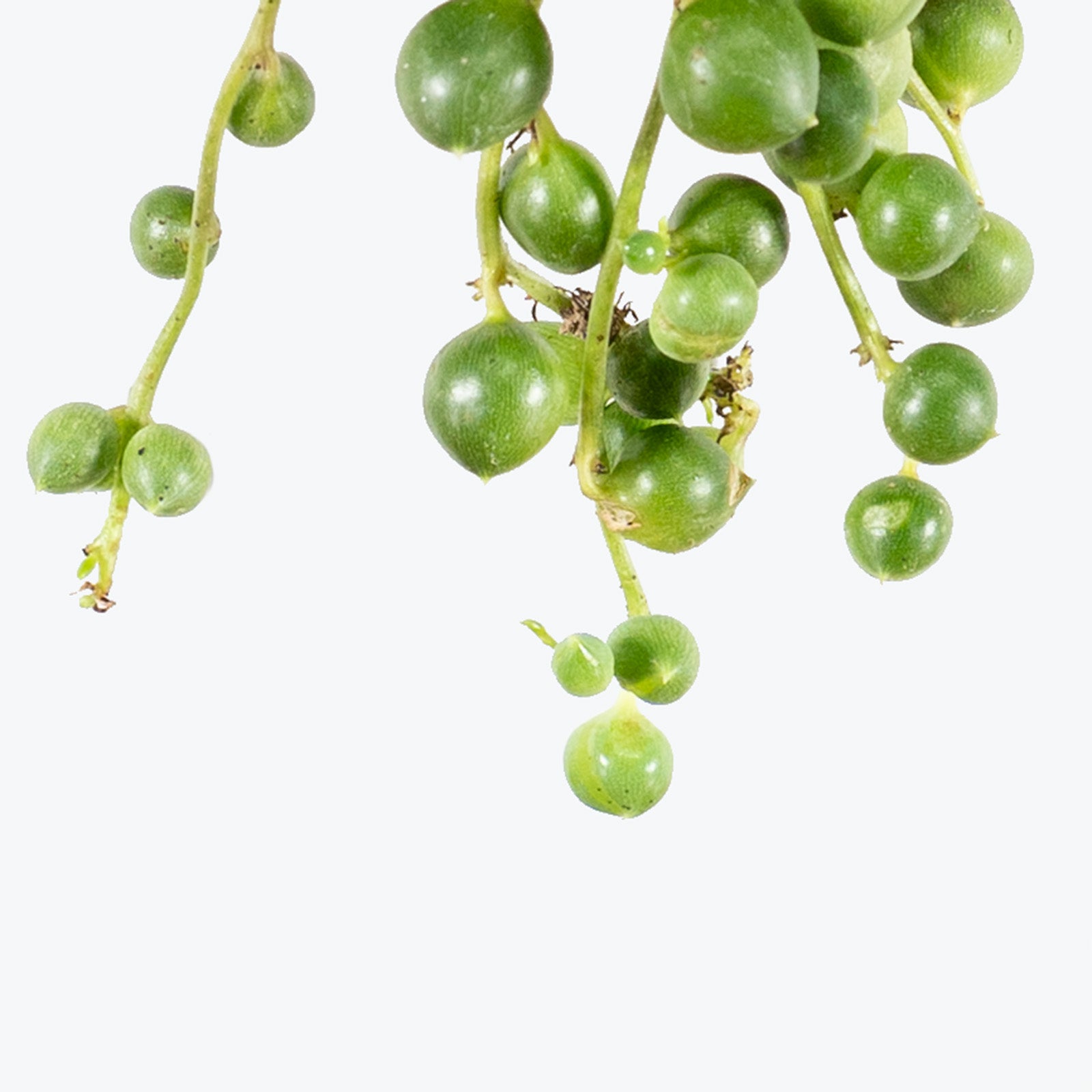 String of Pearls | Senecio Rowleyanus | Care Guide and Pro Tips - Delivery from Toronto across Canada - JOMO Studio