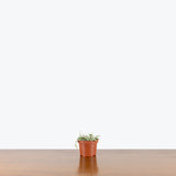 String of Arrows Variegata — 3" Pot