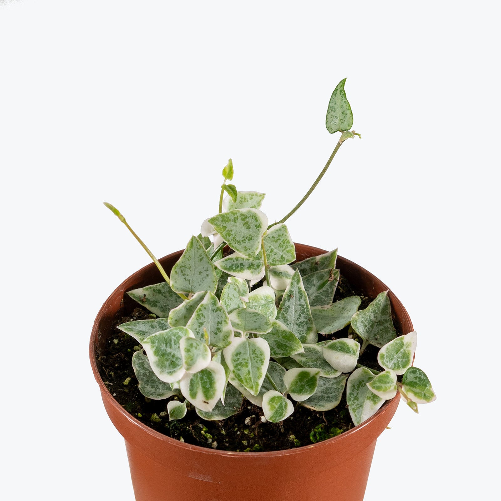 String of Arrows Variegata | Care Guide and Pro Tips - Delivery from Toronto across Canada - JOMO Studio