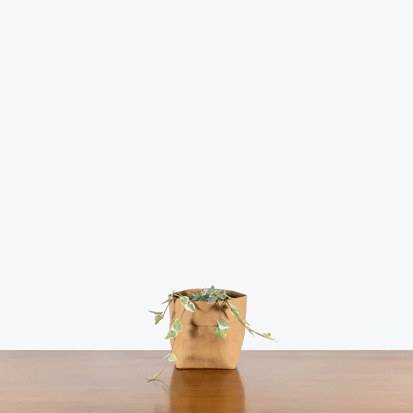 String of Spades Variegated | Care Guide and Pro Tips - Delivery from Toronto across Canada - JOMO Studio