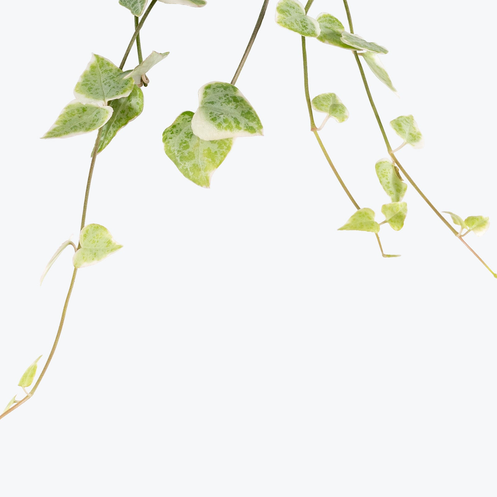 String of Spades Variegated | Care Guide and Pro Tips - Delivery from Toronto across Canada - JOMO Studio