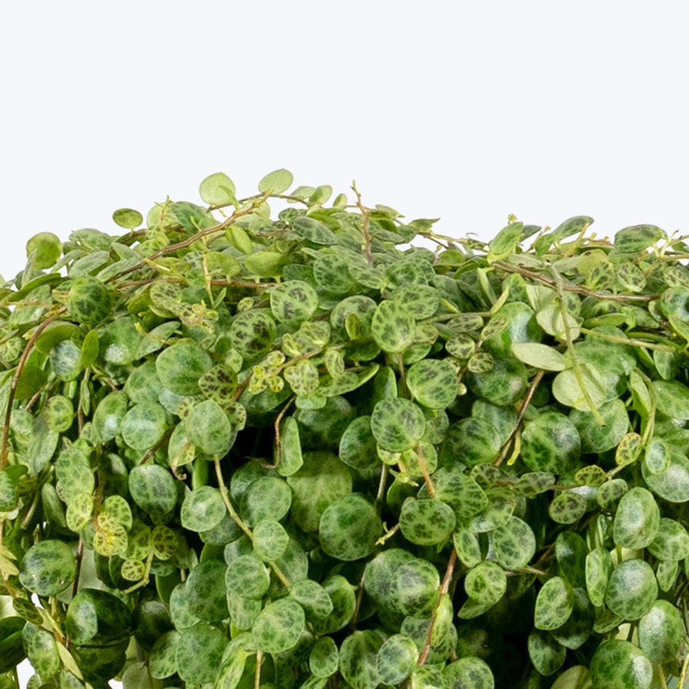 String of Turtles - Peperomia Prostrata - House Plants Delivery Toronto ...