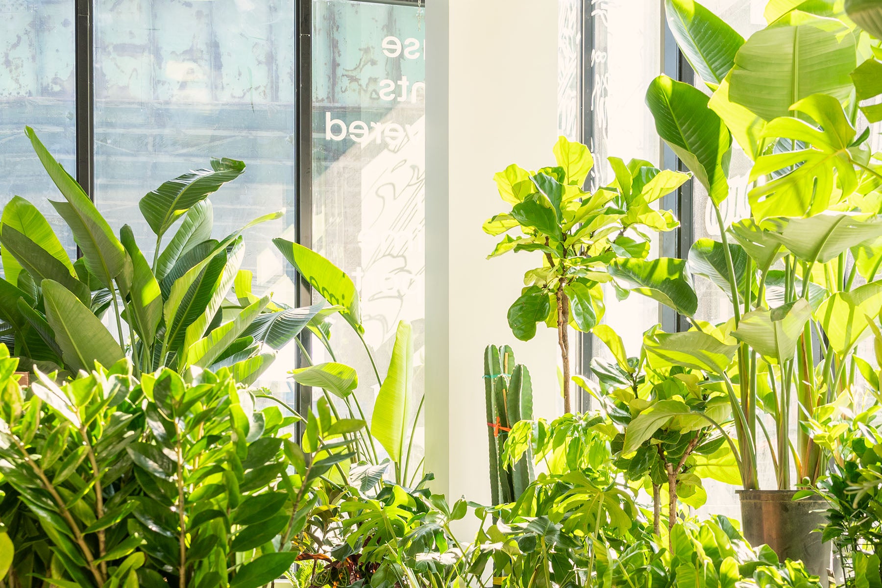 JOMO Studio: Toronto's Online Plant Store - Delivering Across Canada