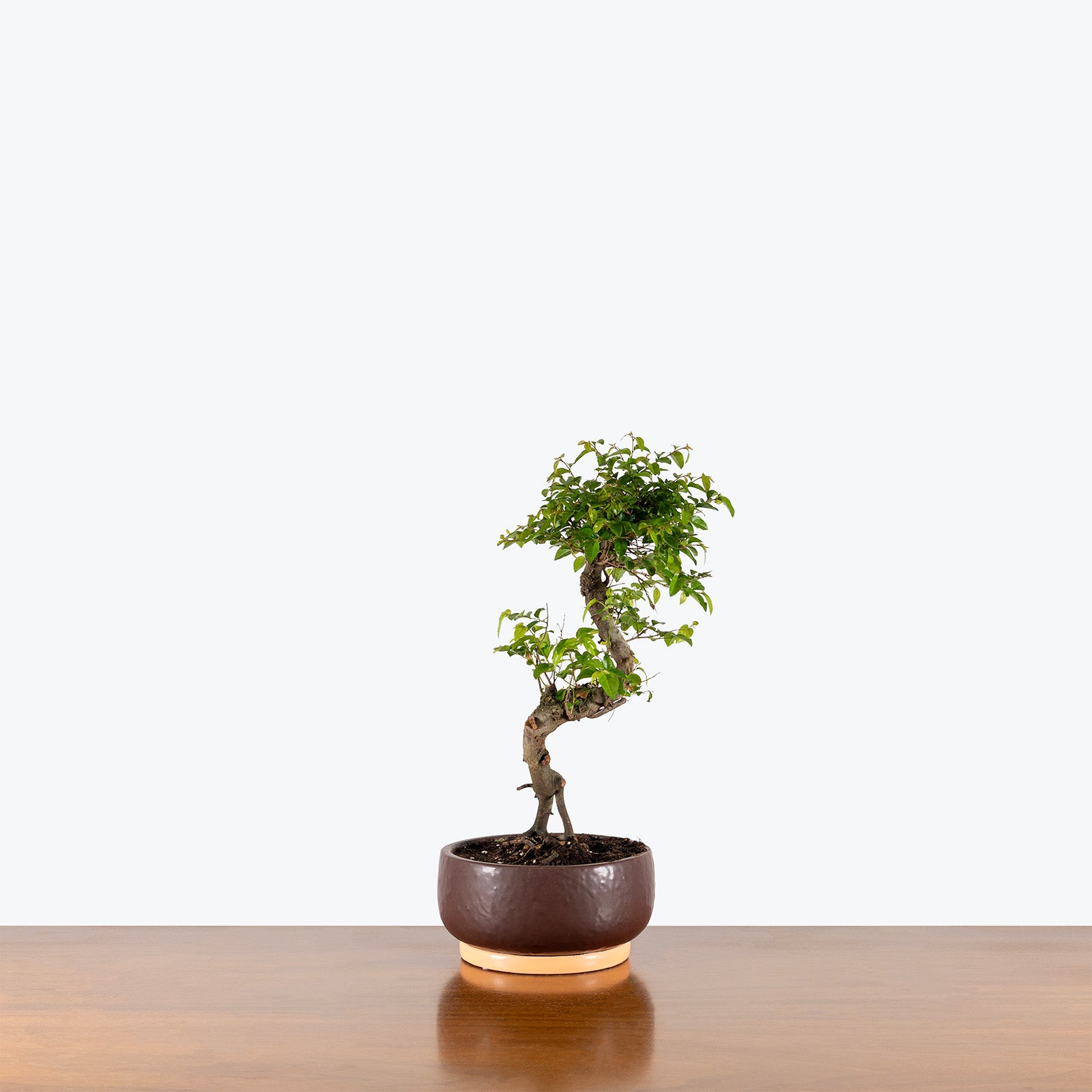 Sweet Plum Bonsai | Indoor Bonsai Plants for Delivery | Care Guide and Pro Tips
