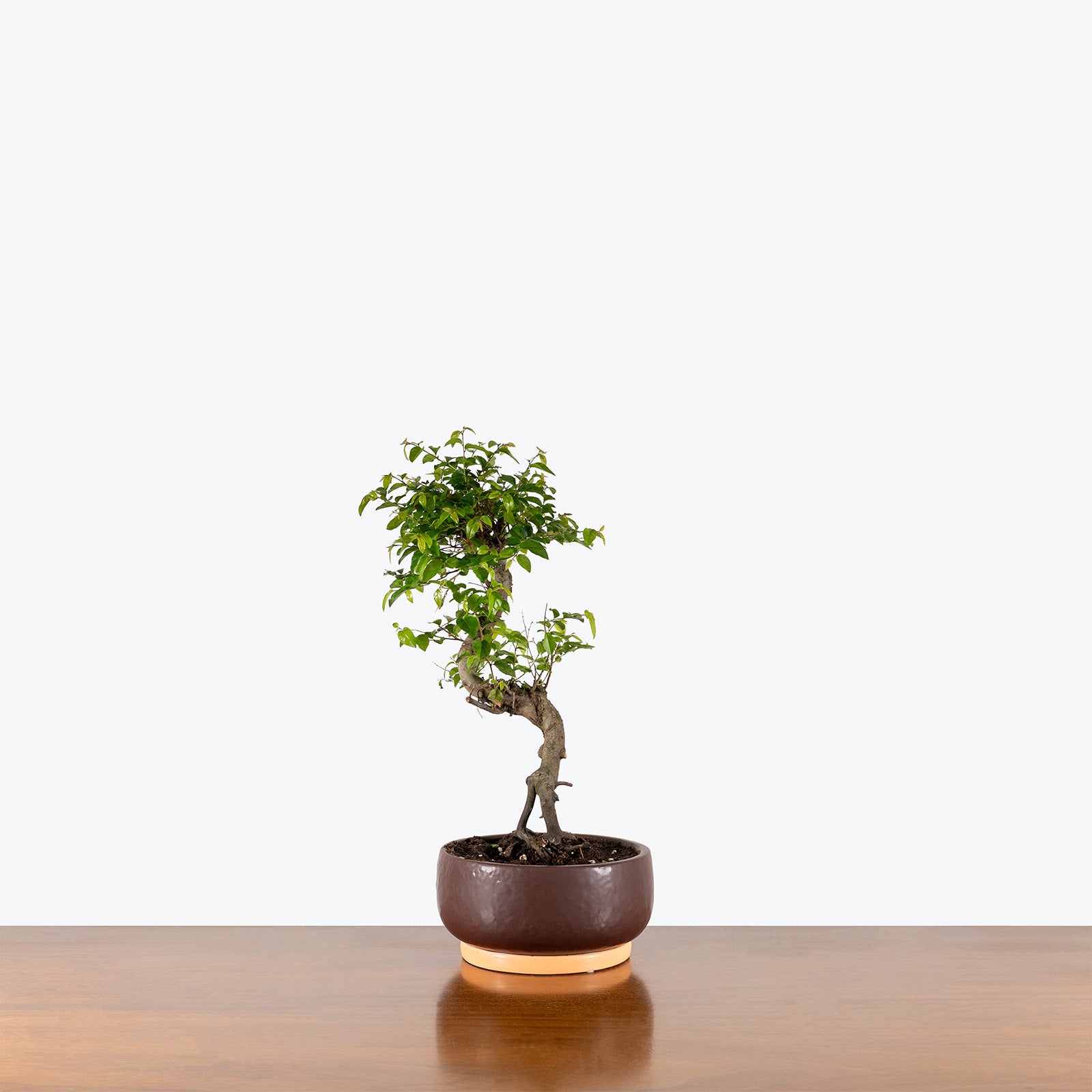 Sweet Plum Bonsai | Indoor Bonsai Plants for Delivery | Care Guide and Pro Tips