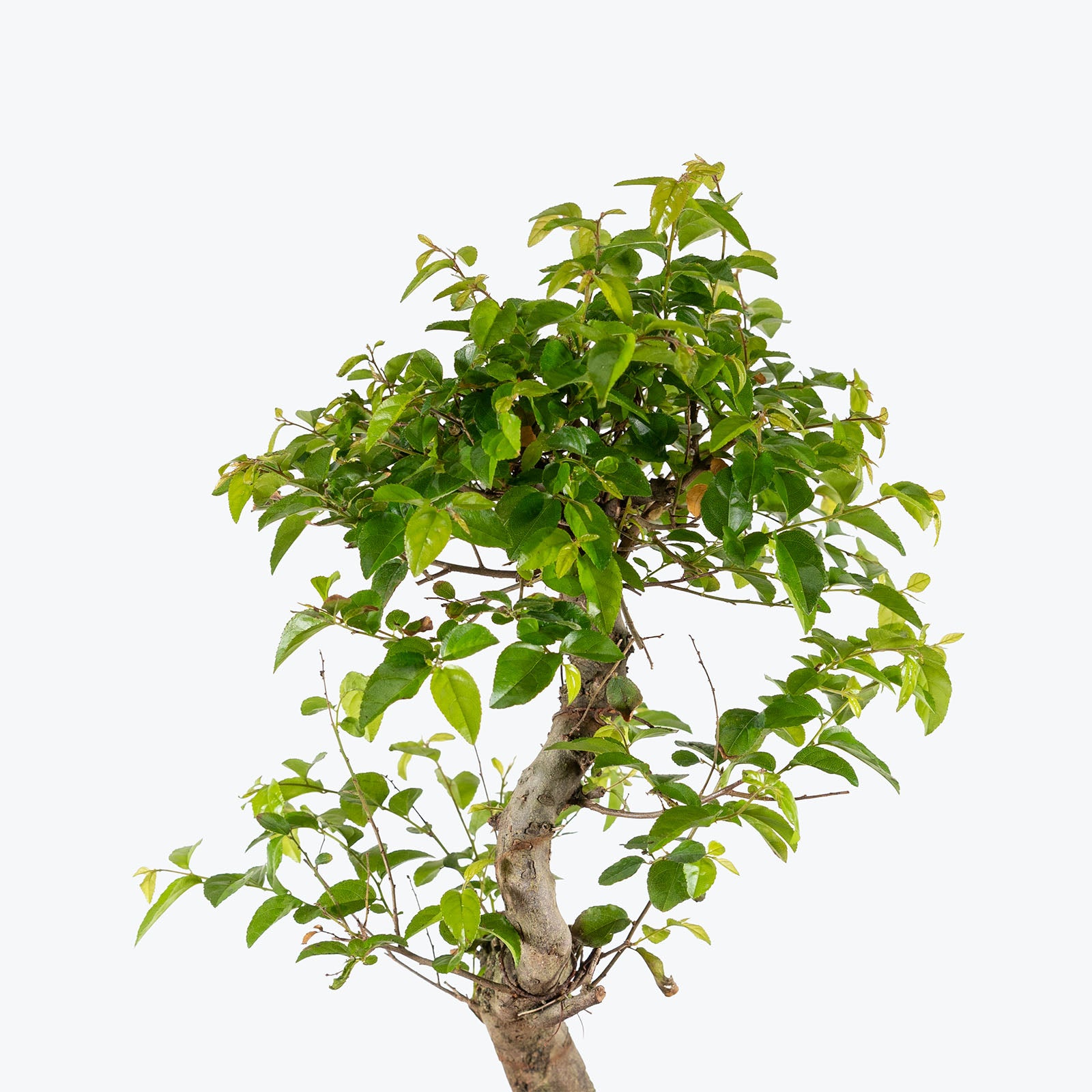 Sweet Plum Bonsai | Indoor Bonsai Plants for Delivery | Care Guide and Pro Tips