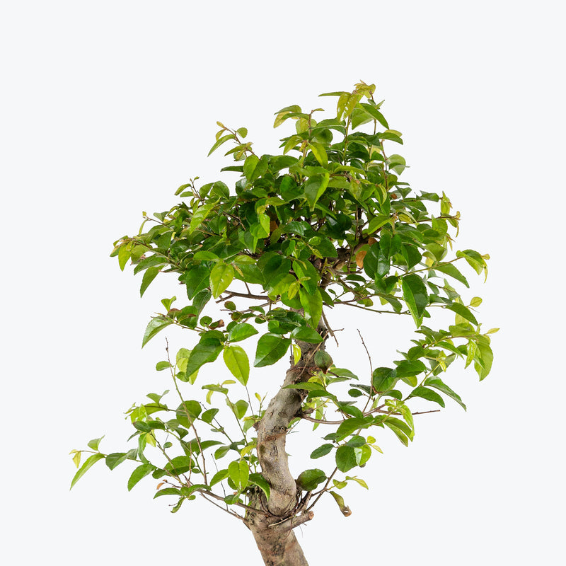 Sweet Plum Bonsai | Indoor Bonsai Plants for Delivery | Care Guide and Pro Tips