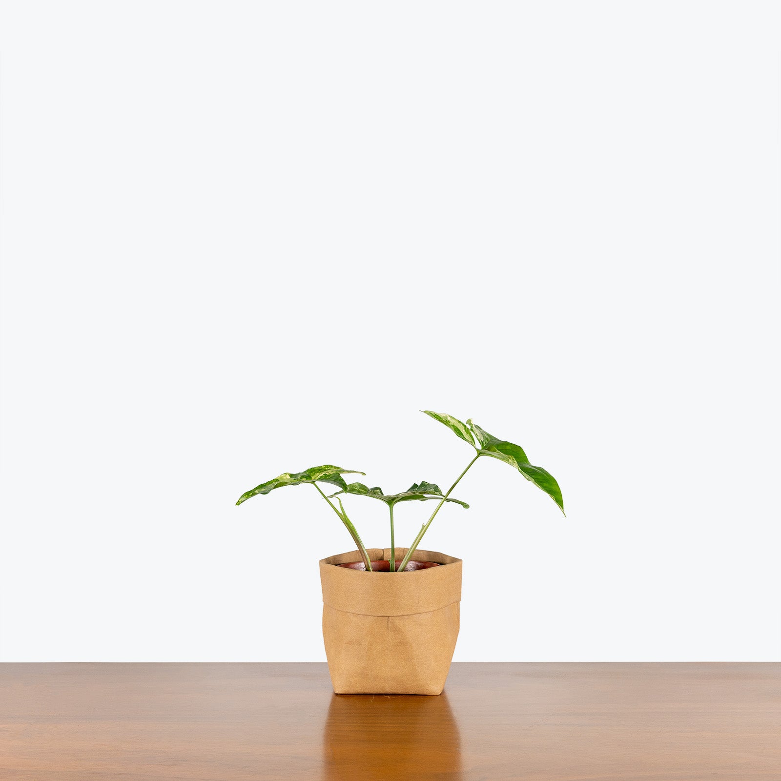 Syngonium Albo Variegatum - Arrowhead Plant - House Plants Delivery Toronto - JOMO Studio