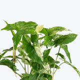 Syngonium Albo Variegatum - Arrowhead Plant - House Plants Delivery Toronto - JOMO Studio