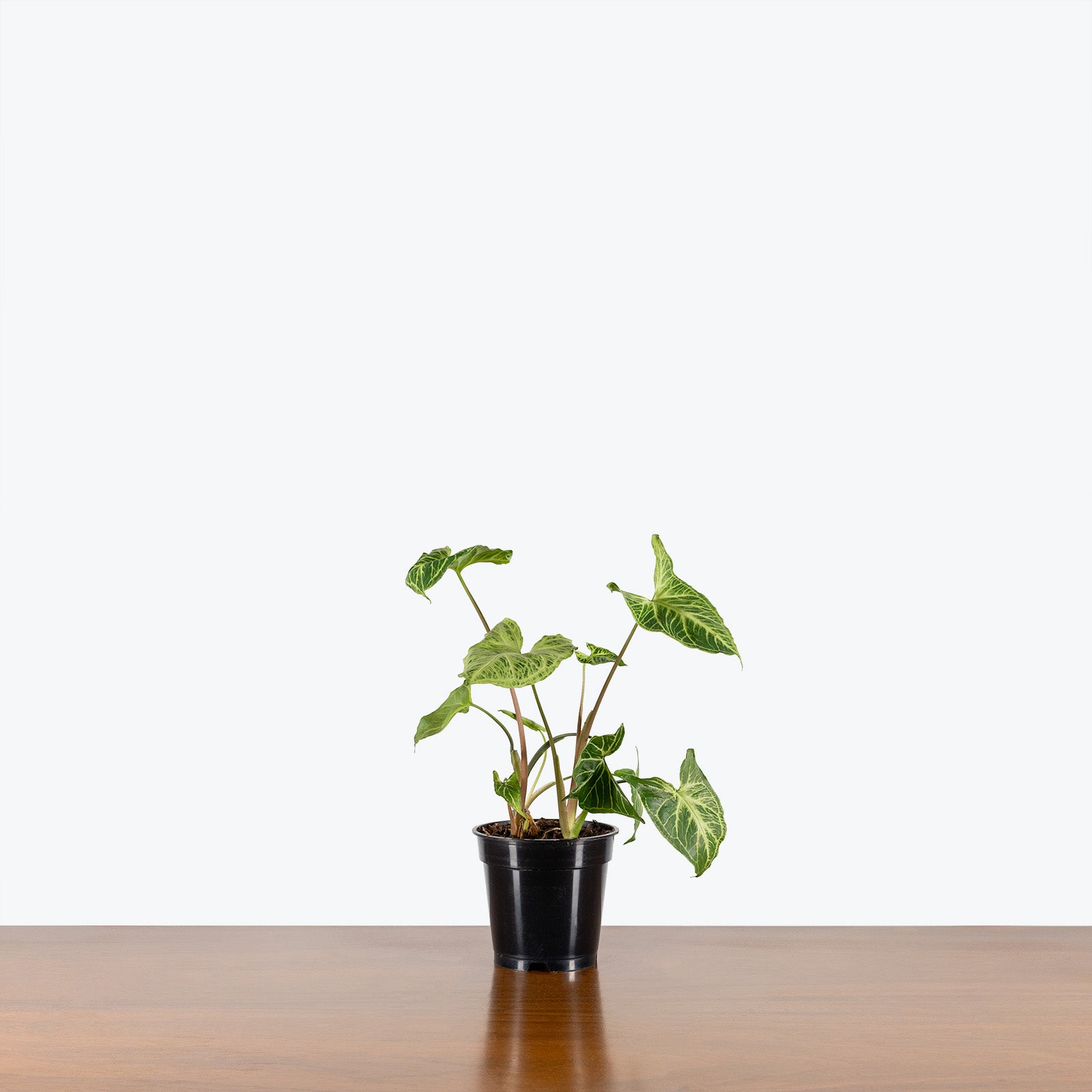 Syngonium Batik - Arrowhead Plant - House Plants Delivery Toronto - JOMO Studio