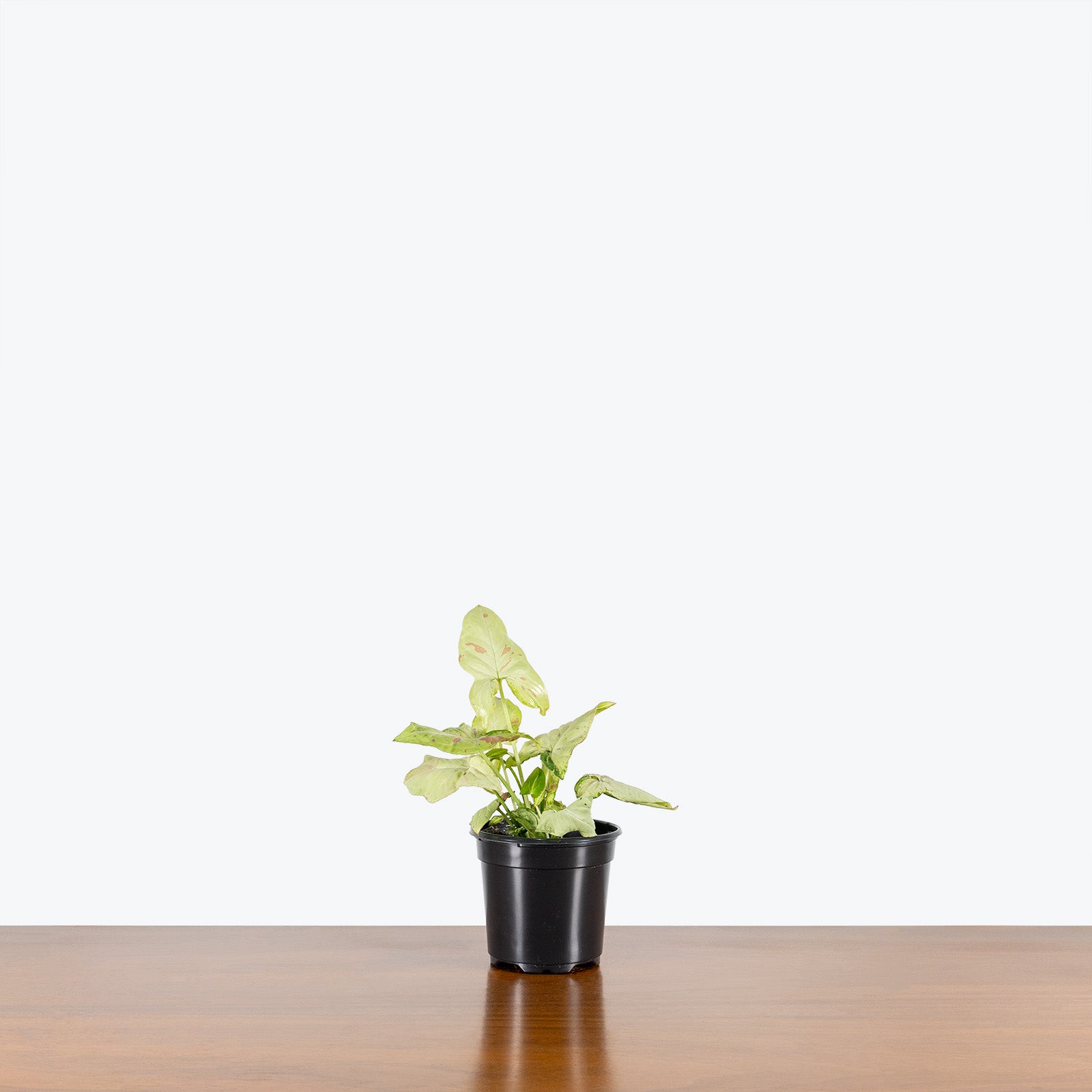 Syngonium Confetti Tricolor - Arrowhead Plant - House Plants Delivery Toronto Canada - JOMO Studio