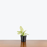 Syngonium Confetti Tricolor — 4" Pot