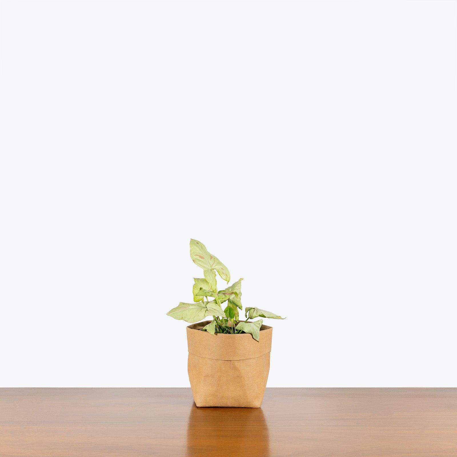 Syngonium Confetti Tricolor - Arrowhead Plant - House Plants Delivery Toronto Canada - JOMO Studio