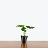 Syngonium Green Fantasy — 4" Pot (smaller than picture)