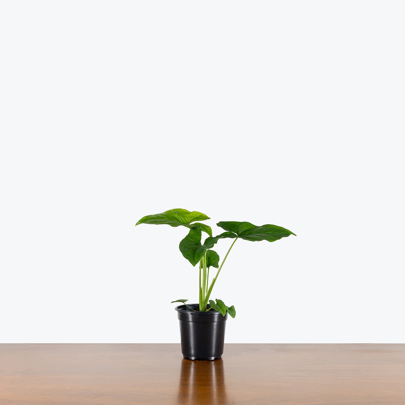 Syngonium Green Fantasy | Care Guide and Pro Tips - Delivery from Toronto across Canada - JOMO Studio