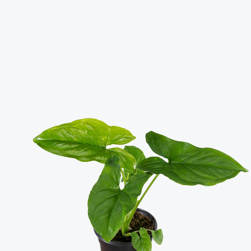 Syngonium Green Fantasy | Care Guide and Pro Tips - Delivery from Toronto across Canada - JOMO Studio