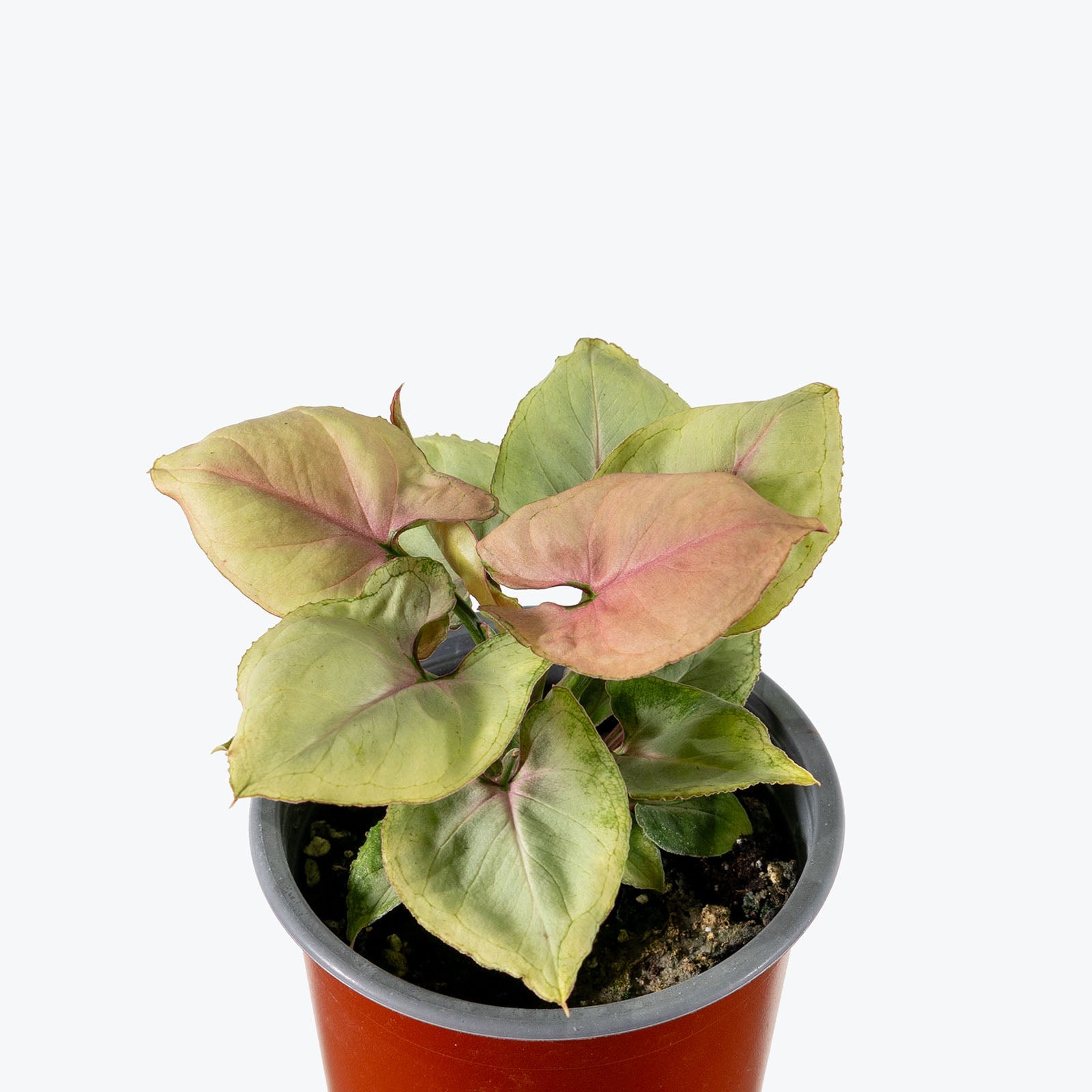 Syngonium Pink Perfection | Arrowhead Plant | Care Guide and Pro Tips - Delivery from Toronto across Canada - JOMO Studio