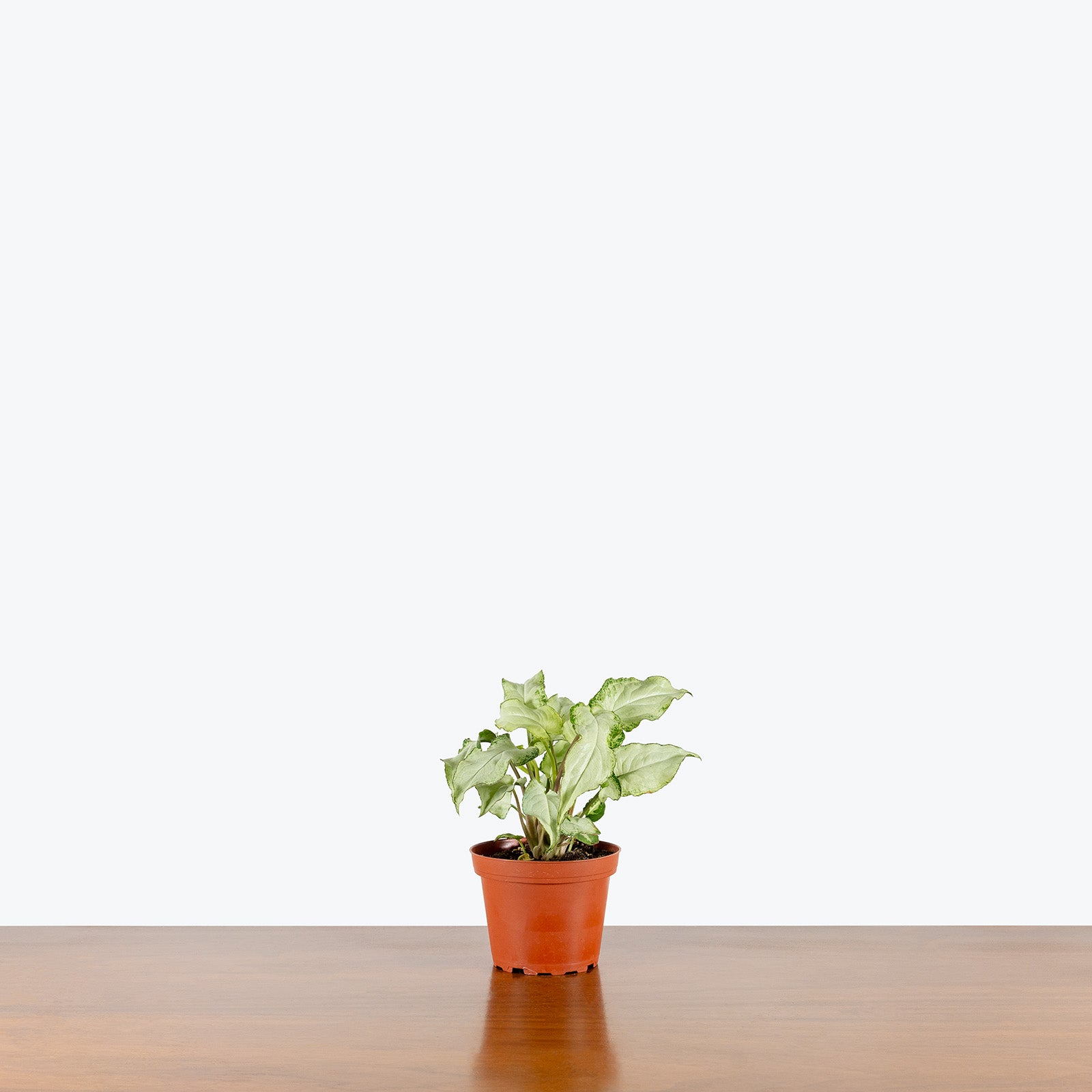 Syngonium Three Kings | Arrowhead Plant | Care Guide and Pro Tips - Delivery from Toronto across Canada - JOMO Studio