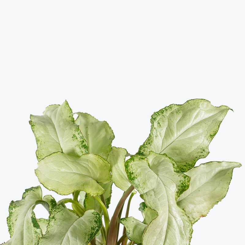 Syngonium Three Kings | Arrowhead Plant | Care Guide and Pro Tips - Delivery from Toronto across Canada - JOMO Studio