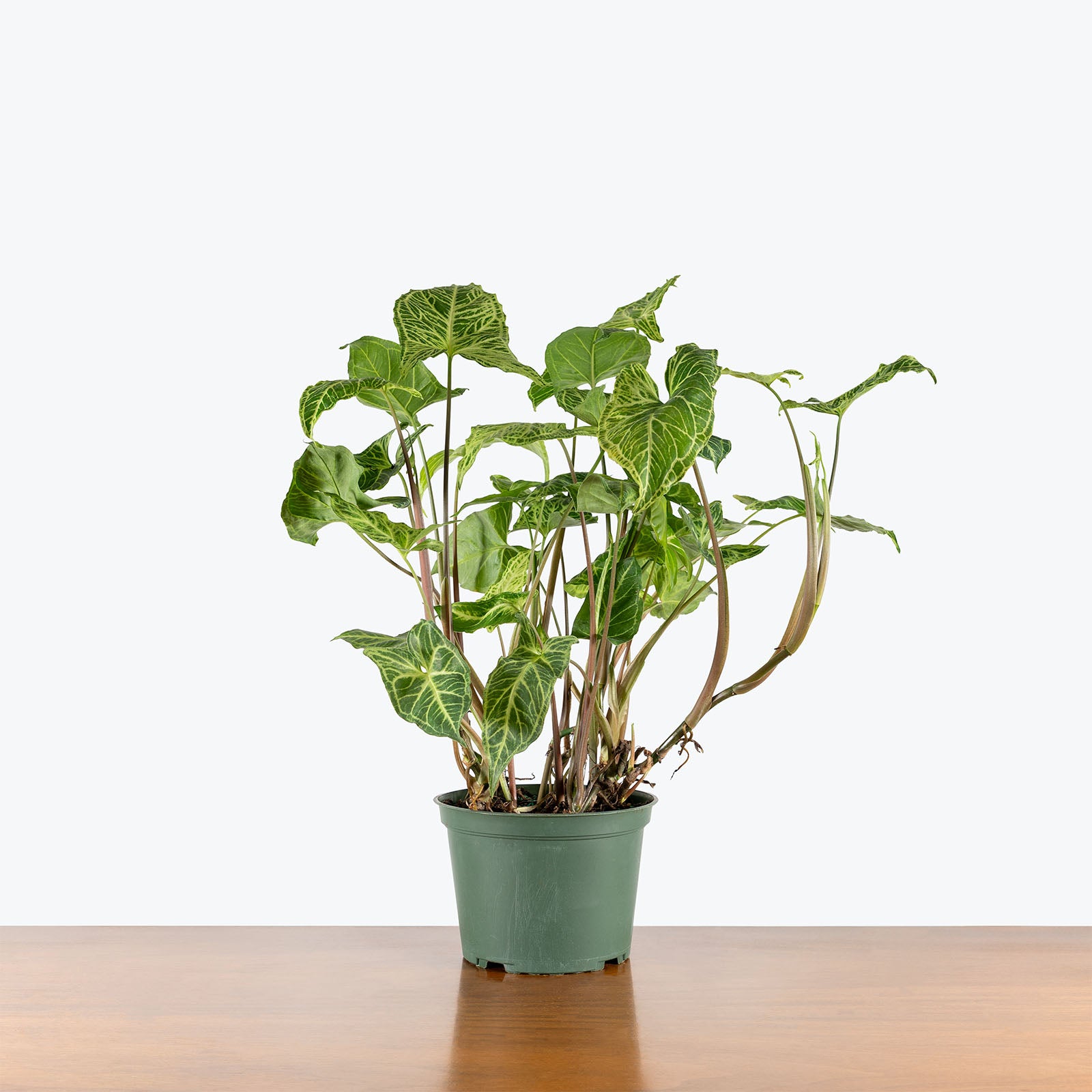 Syngonium Batik | Arrowhead Plant | Care Guide and Pro Tips - Delivery from Toronto across Canada - JOMO Studio