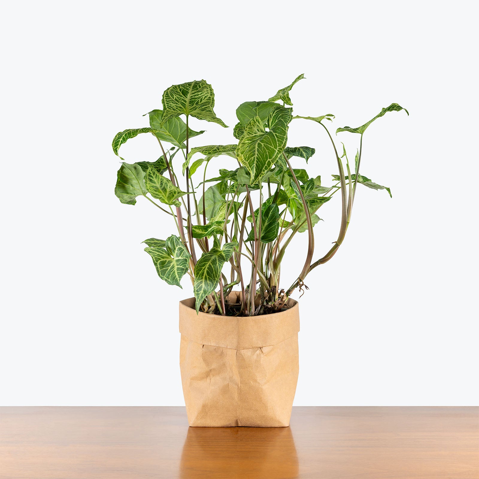 Syngonium Batik | Arrowhead Plant | Care Guide and Pro Tips - Delivery from Toronto across Canada - JOMO Studio