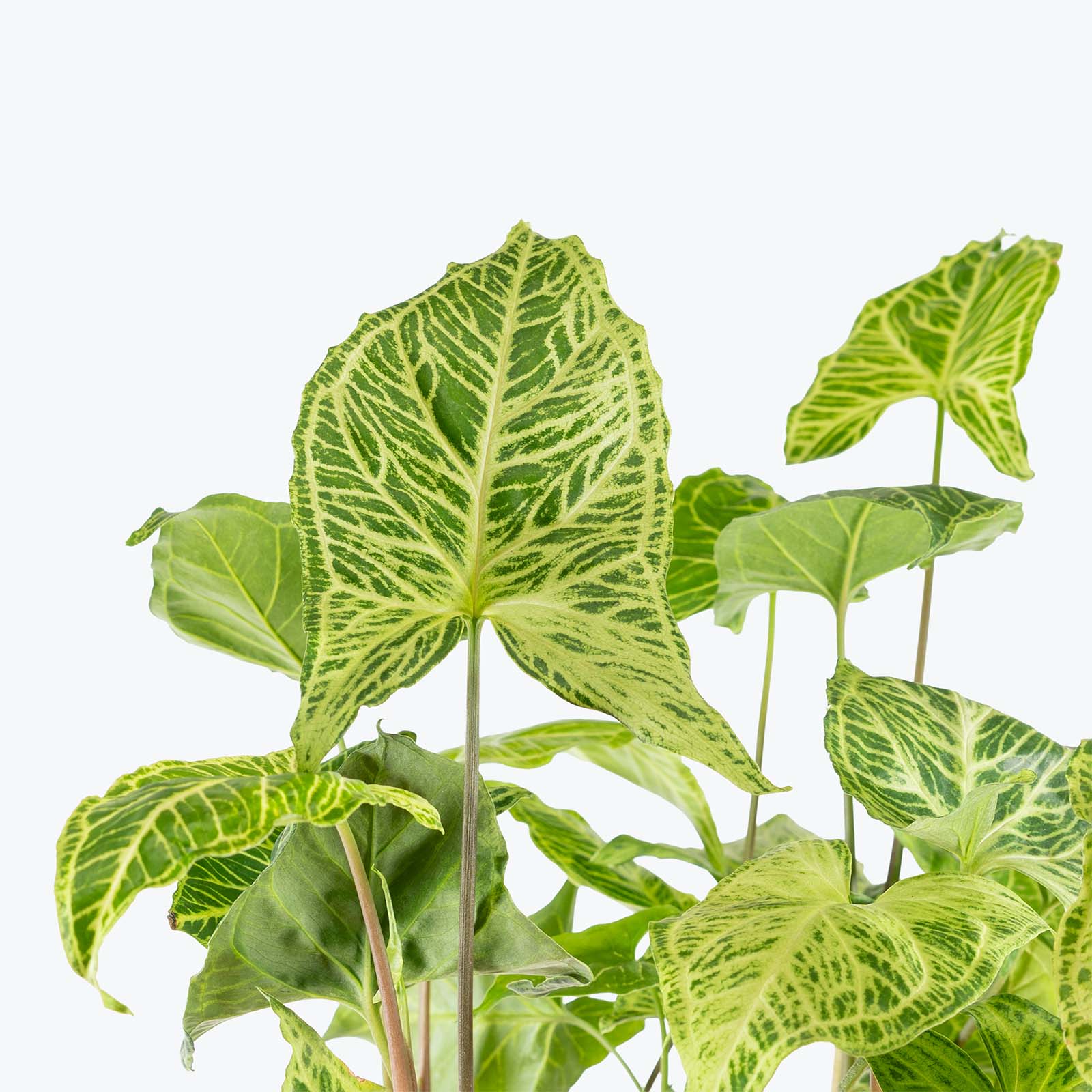 Syngonium Batik | Arrowhead Plant | Care Guide and Pro Tips - Delivery from Toronto across Canada - JOMO Studio