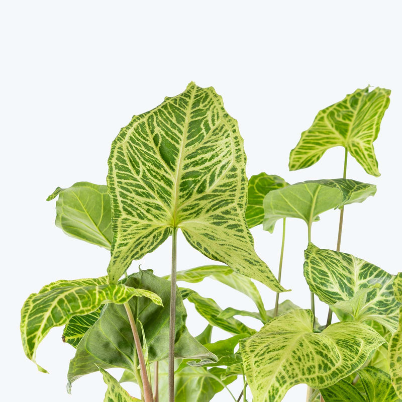 Syngonium Batik | Arrowhead Plant | Care Guide and Pro Tips - Delivery from Toronto across Canada - JOMO Studio