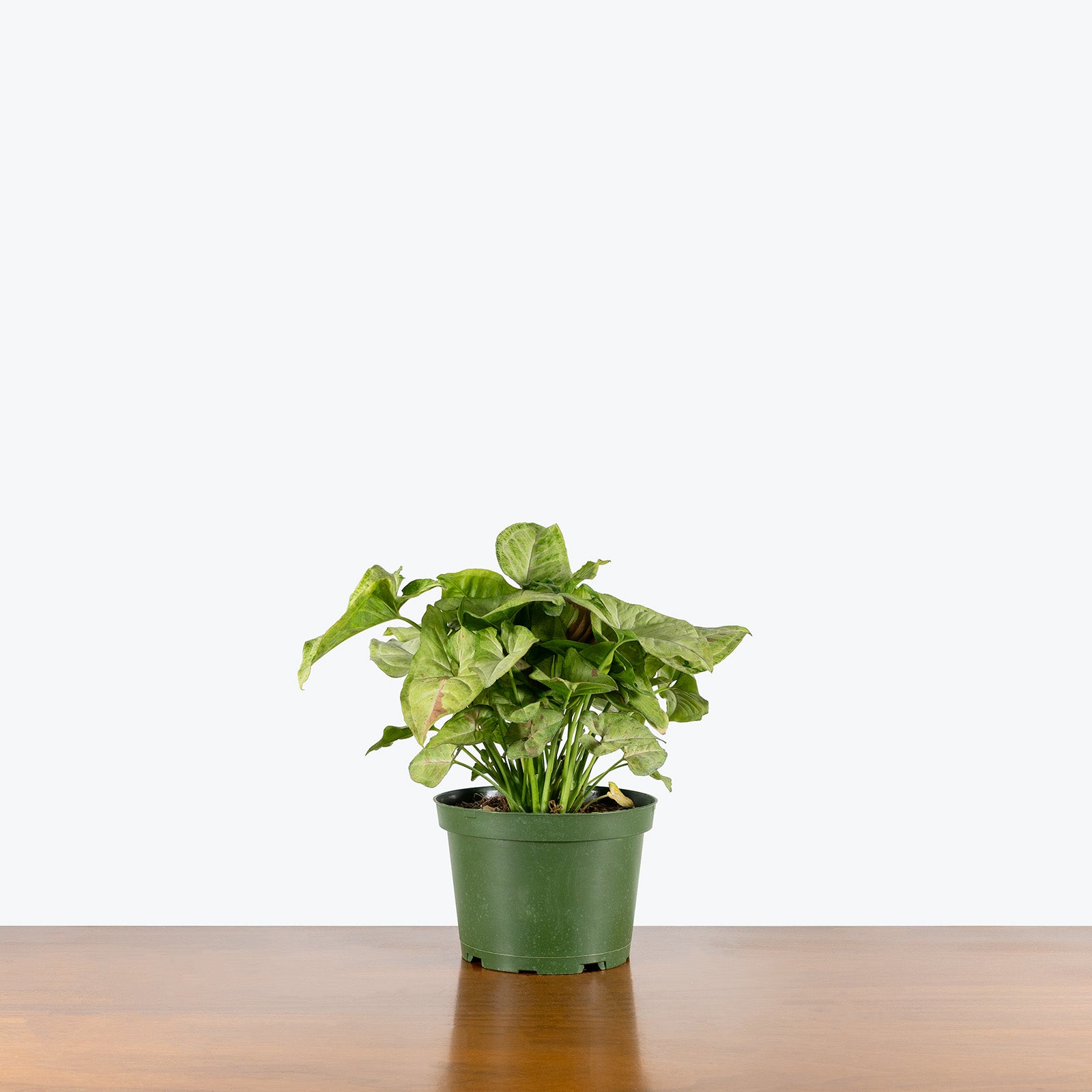 Syngonium Confetti Tricolor | Arrowhead Plant | Care Guide and Pro Tips - Delivery from Toronto across Canada - JOMO Studio