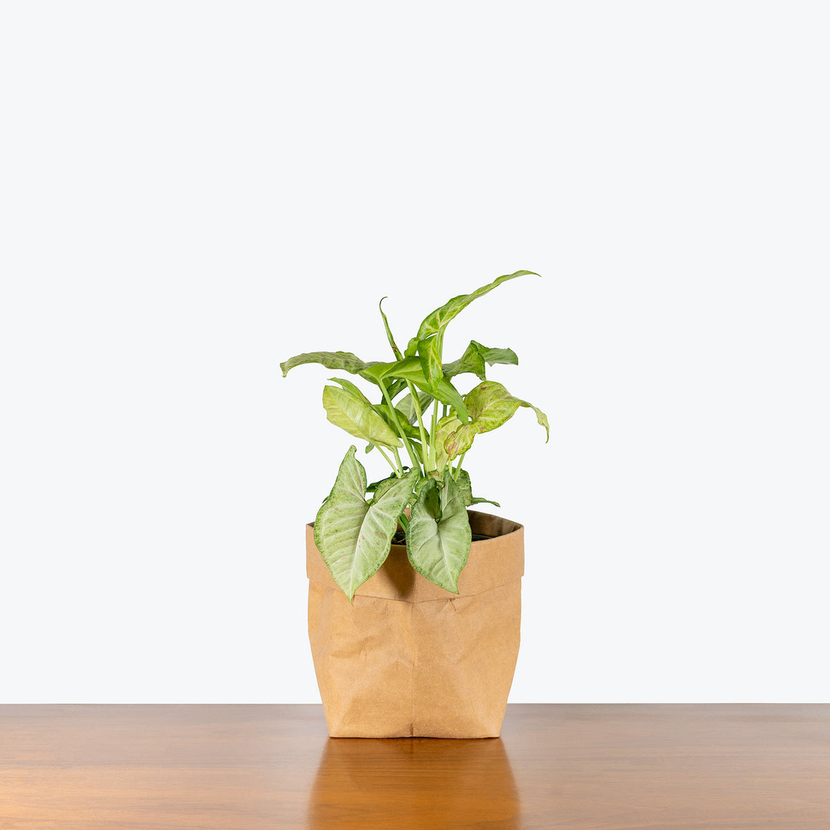 milk for indoor plants Syngonium Milk Confetti | Care Guide and Pro Tips - Delivery from Toronto  across Canada