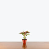Syngonium Neon — 2.5" Pot