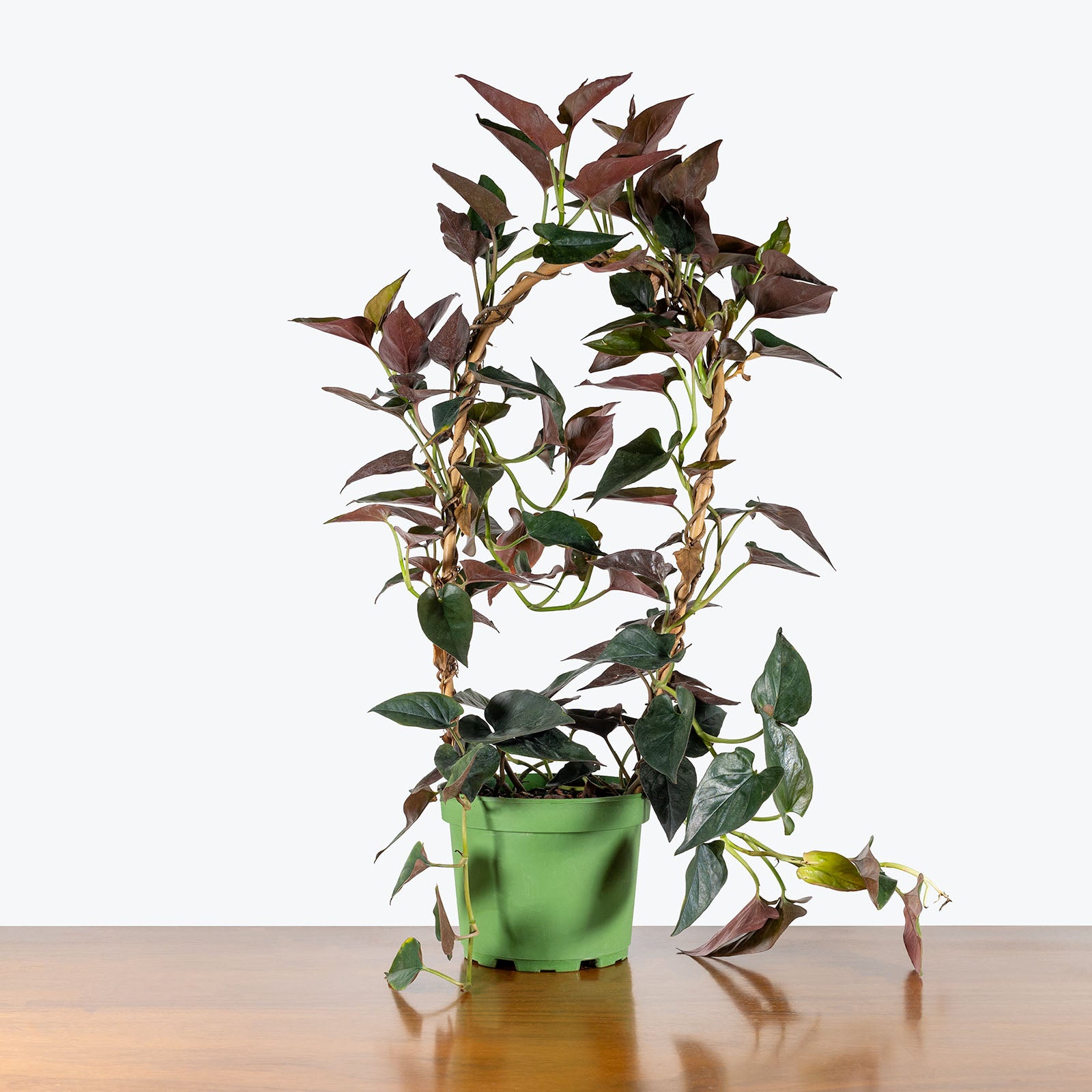 Syngonium Red Arrow | Care Guide and Pro Tips - Delivery from Toronto across Canada - JOMO Studio