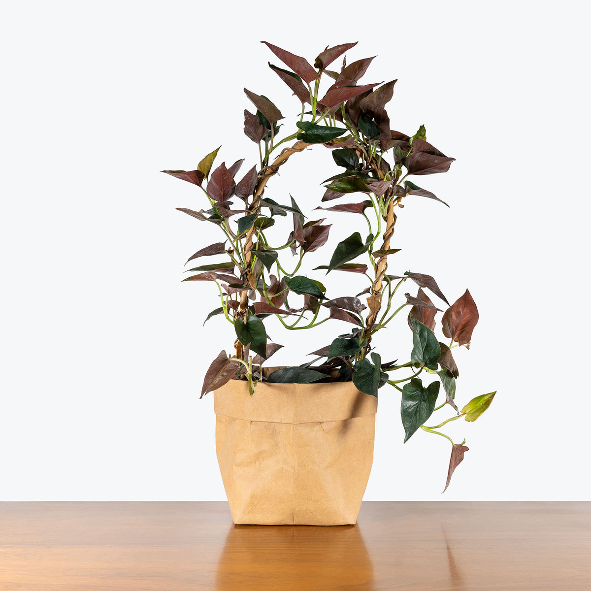 Syngonium Red Arrow | Care Guide and Pro Tips - Delivery from Toronto  across Canada