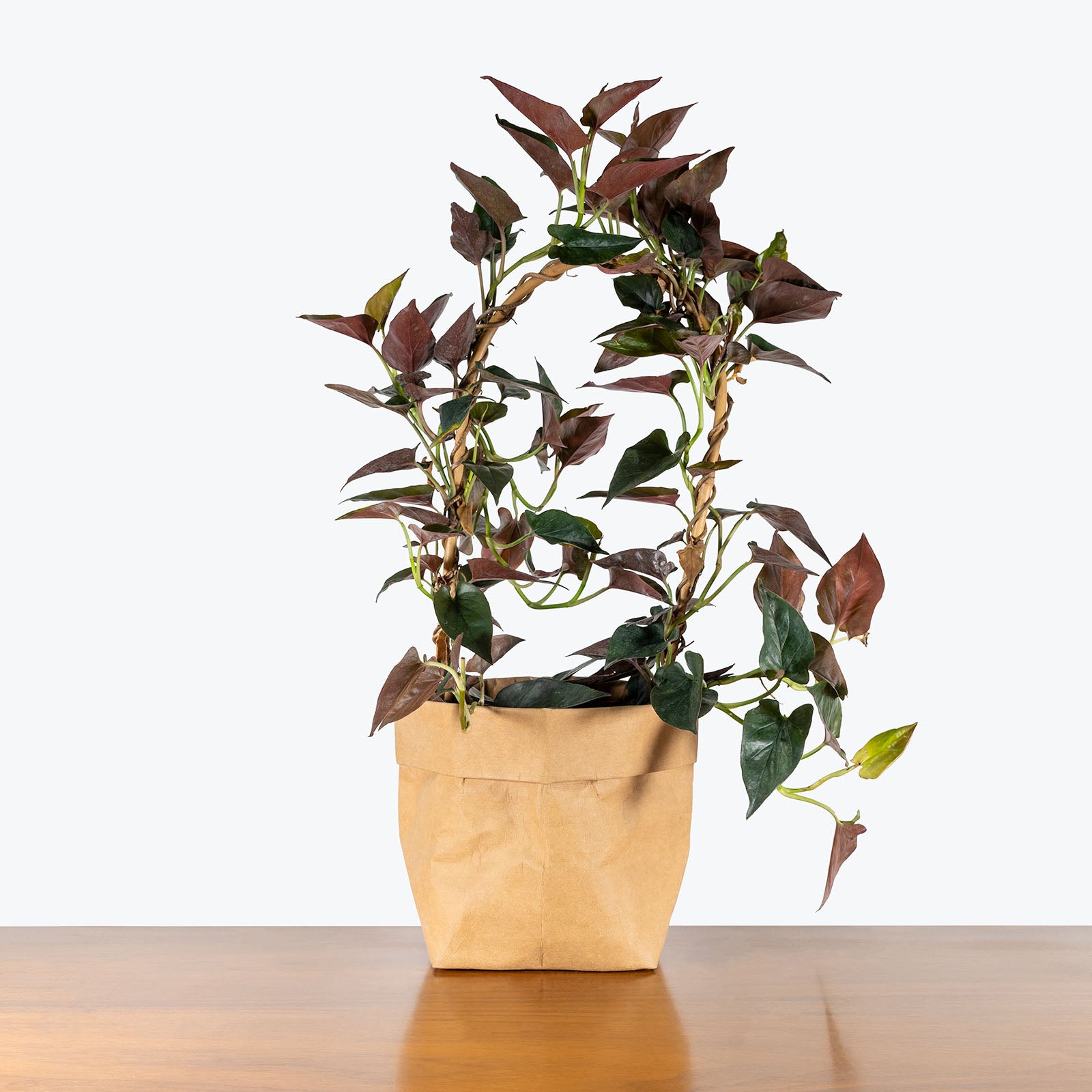 Syngonium Red Arrow | Care Guide and Pro Tips - Delivery from Toronto across Canada - JOMO Studio