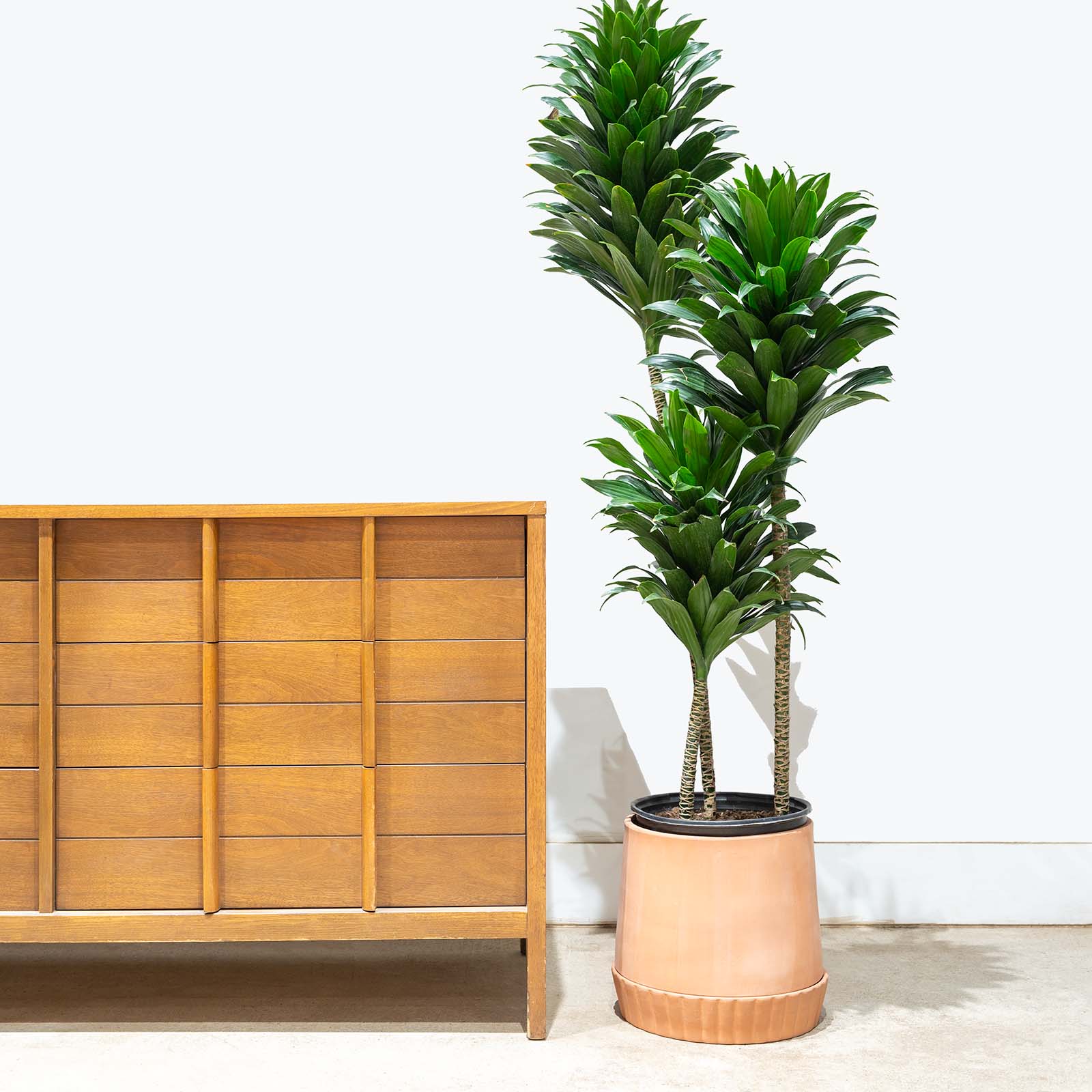 Terra Planter with Saucer - House Plants Delivery Toronto - JOMO Studio #color_Terra Cotta