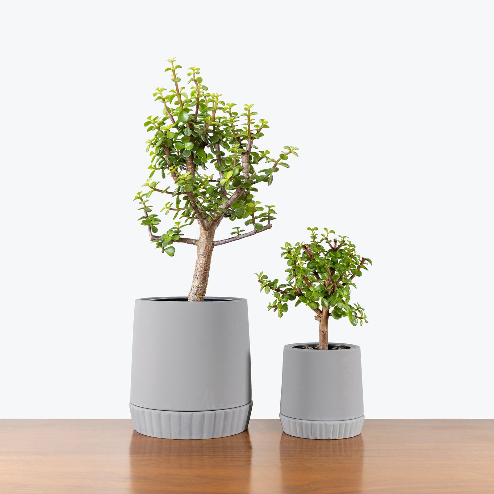 Terra Planter with Saucer - House Plants Delivery Toronto - JOMO Studio #color_Terra Grey