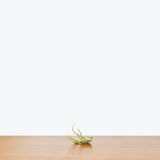 Tillandsia Caput Medusae Air Plant — 2.5"