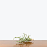 Tillandsia Curly Slim Air Plant — 4"