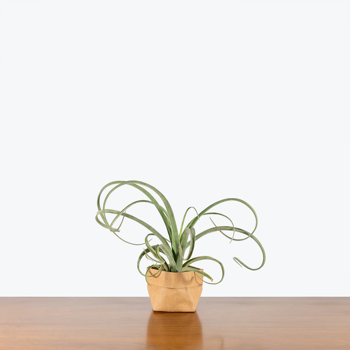air plant curling Tillandsia Curly Slim Air Plant | Care Guide and Pro Tips