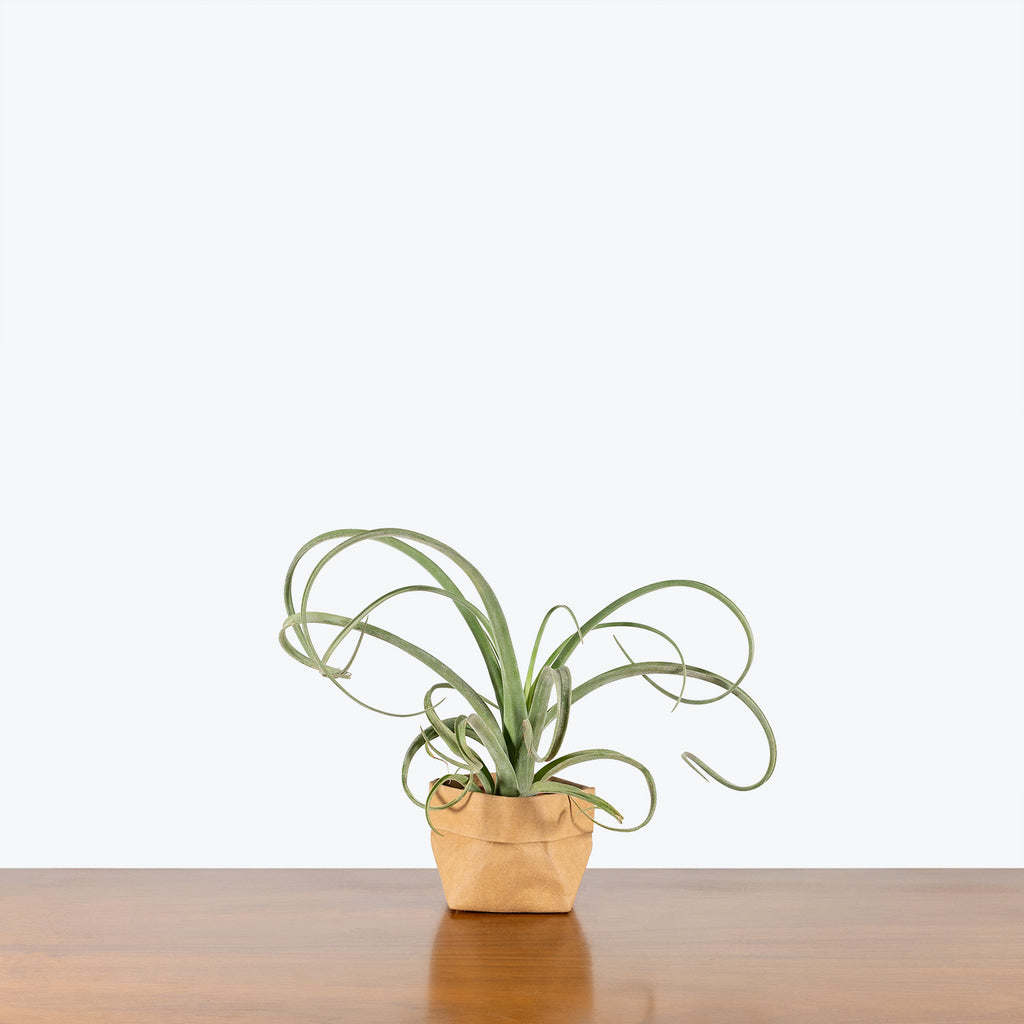curly locks air plant Tillandsia Curly Slim Air Plant | Care Guide and Pro Tips