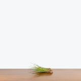 Tillandsia Melanocrater Air Plant — 4"