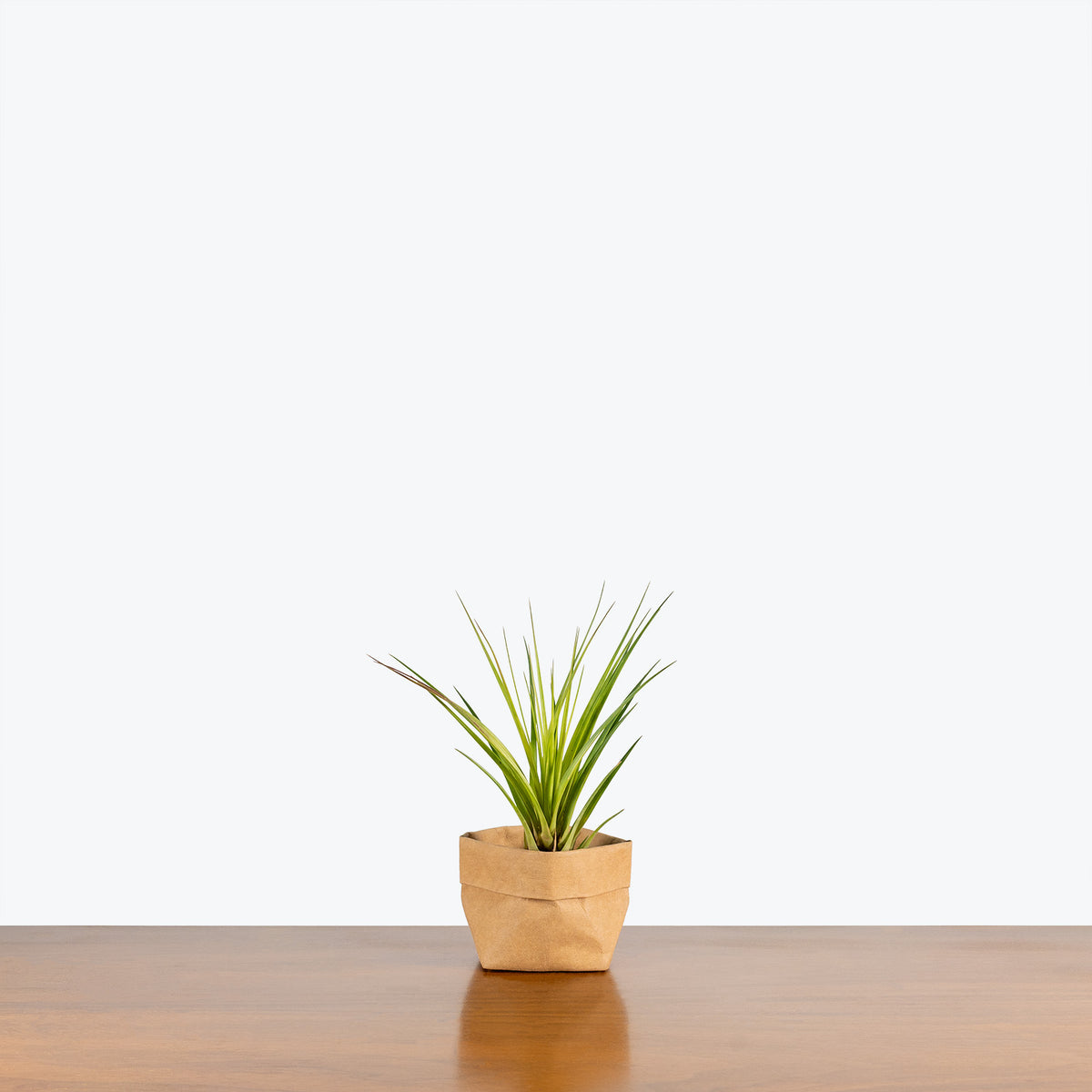 air plant black tips Tillandsia Melanocrater Air Plant | Care Guide and Pro Tips - Delivery from  Toronto across Canada