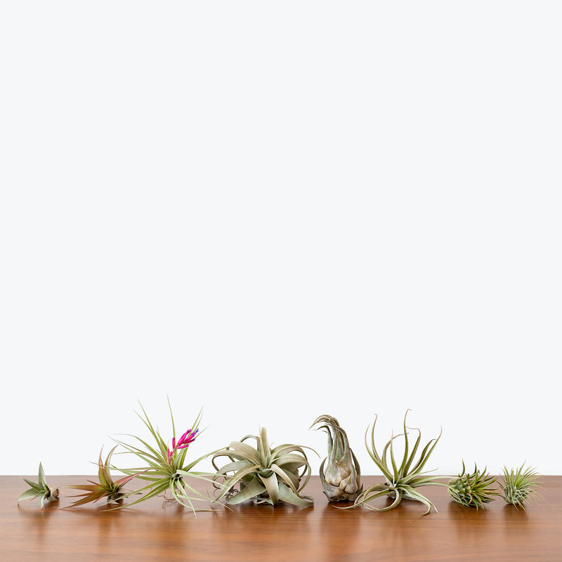 Air Plant - Top 10 Best Indoor House Plants for Your Home - House Plants Delivery Toronto - JOMO Studio