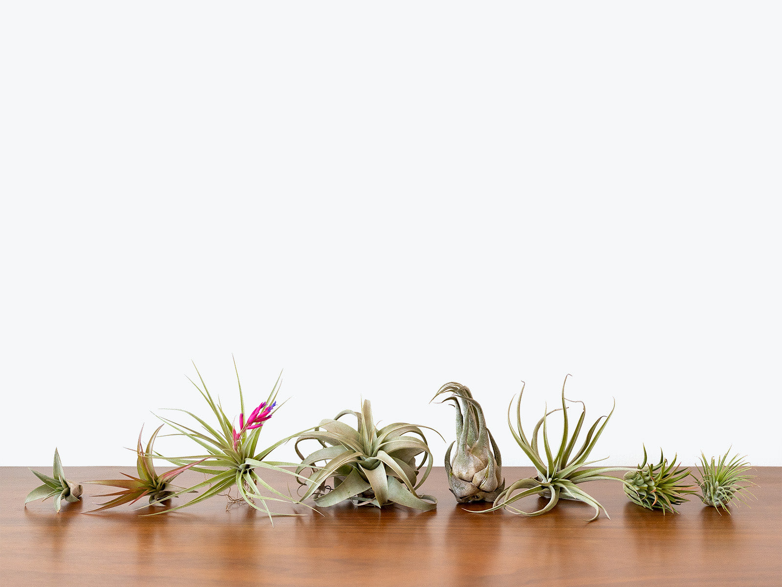 Tillandsia Air Plants